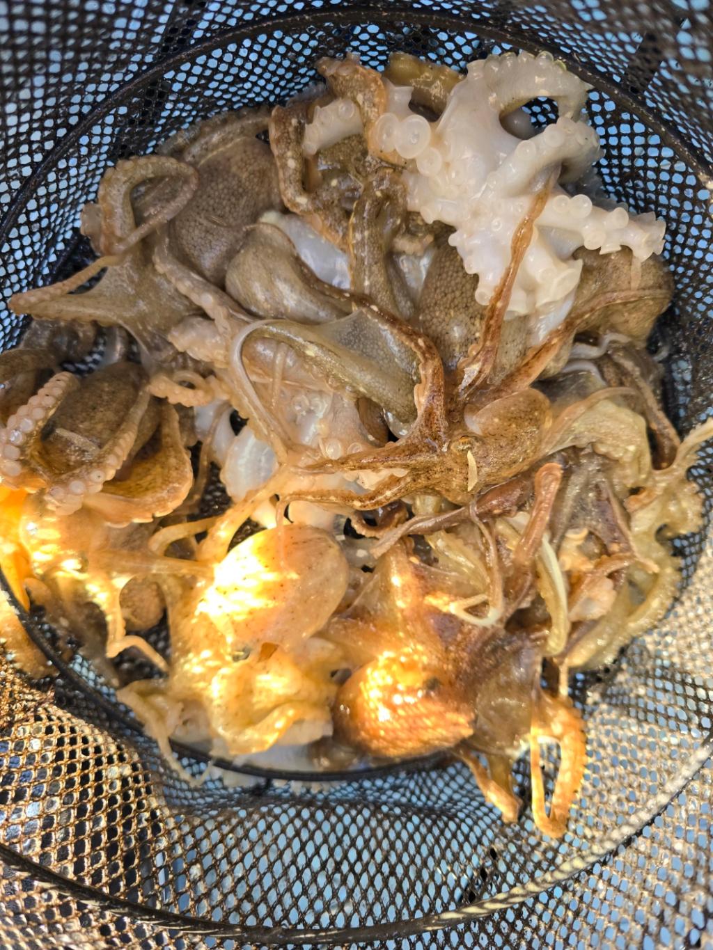 낚시뚜,쭈꾸미,오천항,오천항 푸르러호,낚시뚜5