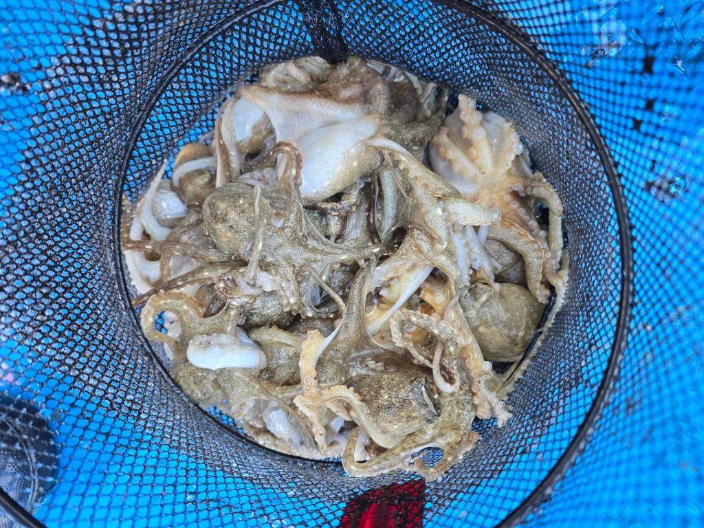 낚시뚜,쭈꾸미,오천항,오천항 푸르러호,낚시뚜24