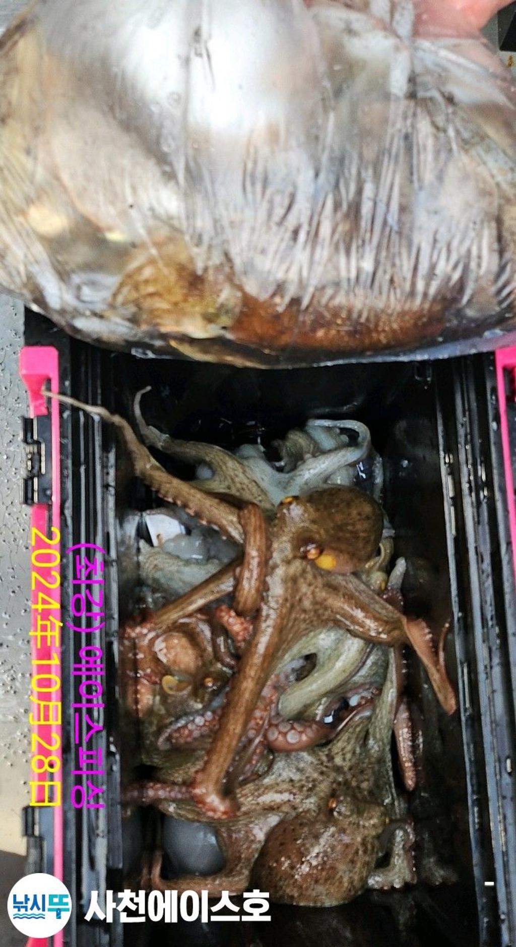 F2562616LV.jpg