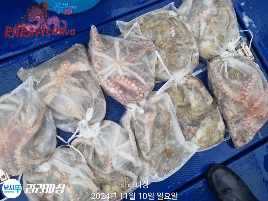 낚시뚜,돌문어,속천항(진해),라라피싱,낚시뚜26