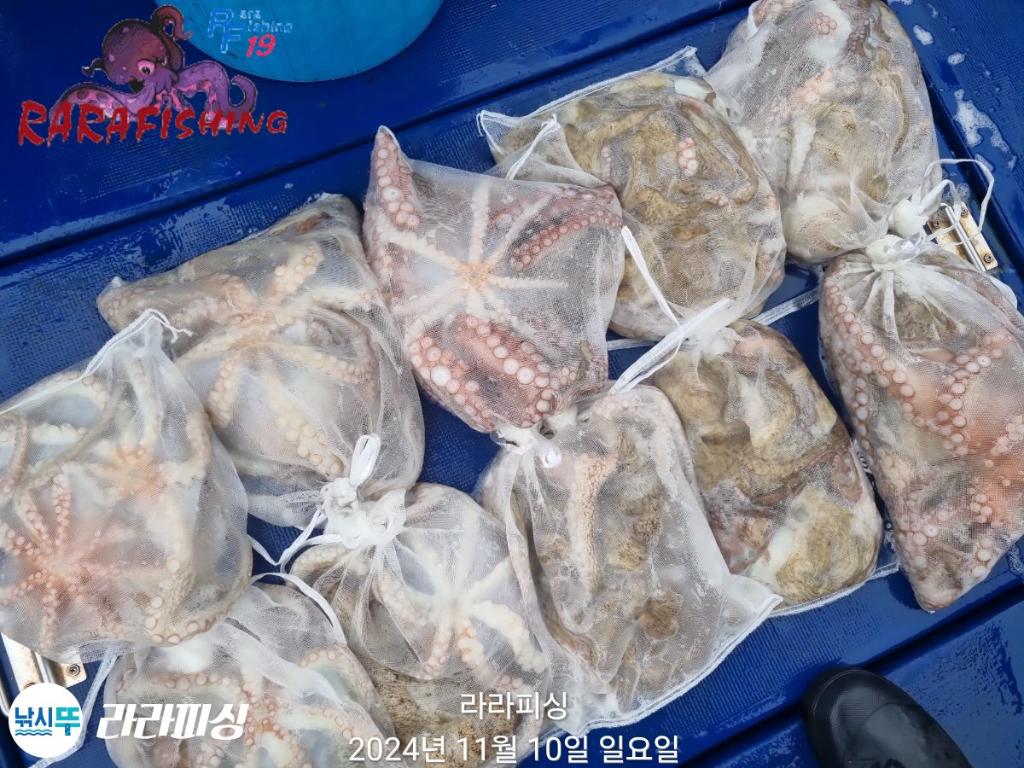 낚시뚜,돌문어,속천항(진해),라라피싱,낚시뚜25