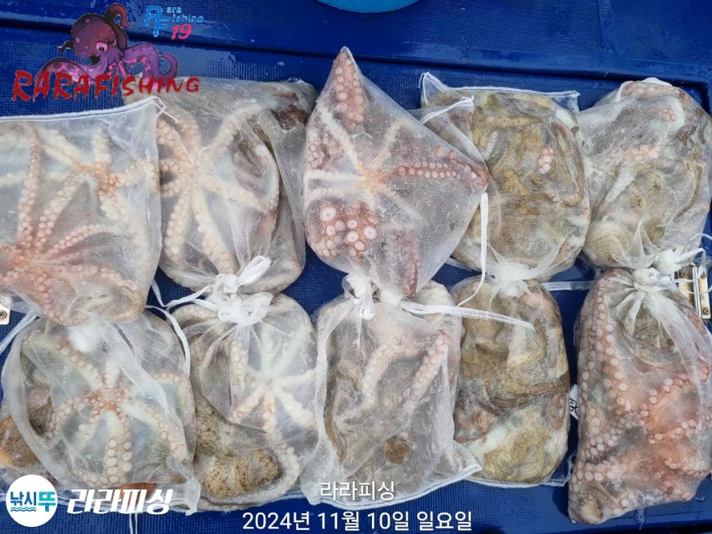 낚시뚜,돌문어,속천항(진해),라라피싱,낚시뚜24