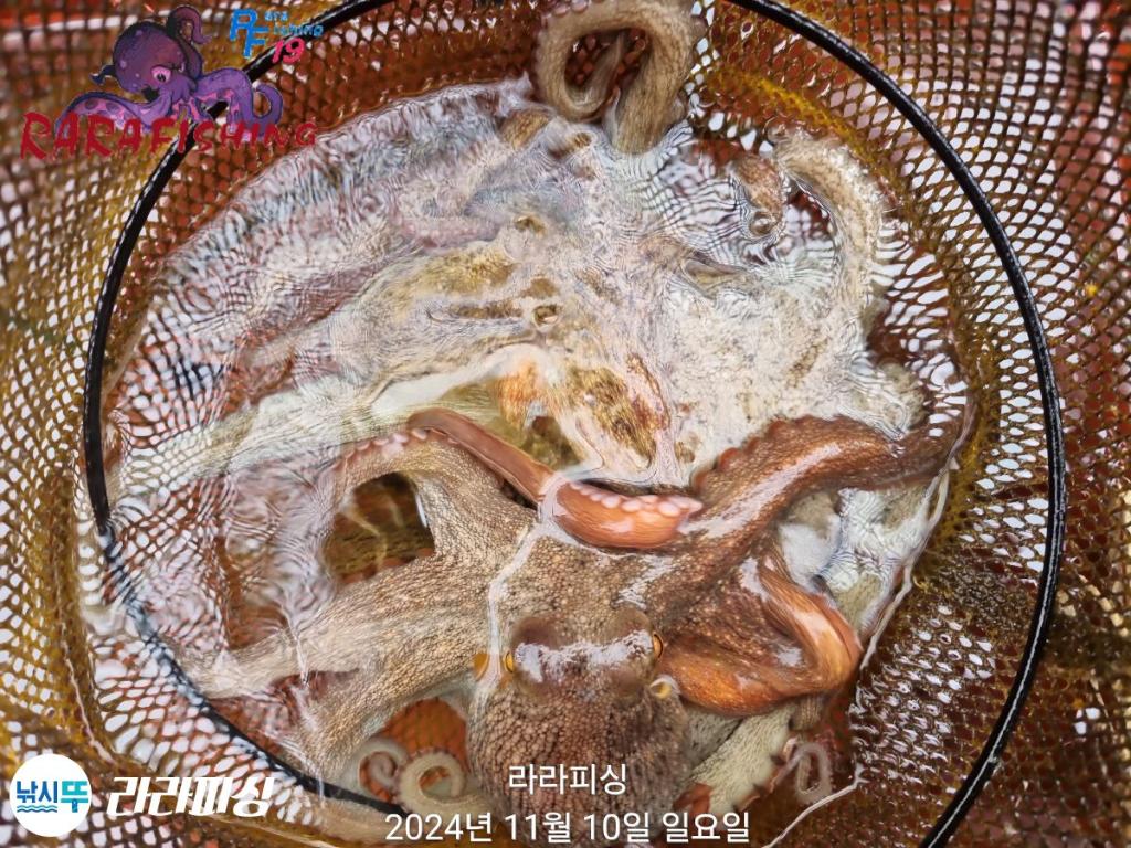 낚시뚜,돌문어,속천항(진해),라라피싱,낚시뚜22