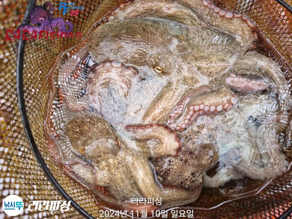 낚시뚜,돌문어,속천항(진해),라라피싱,낚시뚜20
