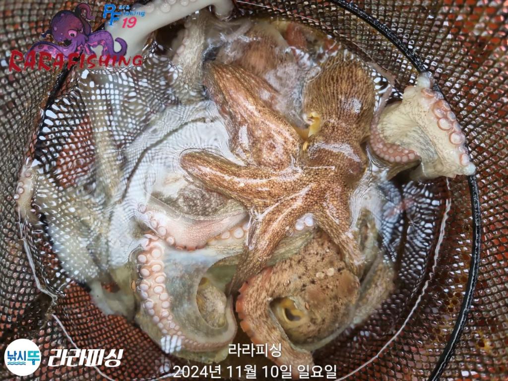 낚시뚜,돌문어,속천항(진해),라라피싱,낚시뚜19