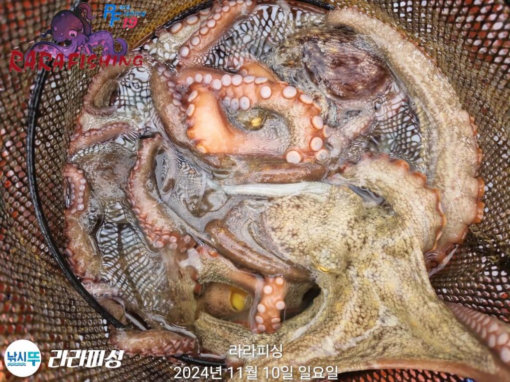 낚시뚜,돌문어,속천항(진해),라라피싱,낚시뚜18