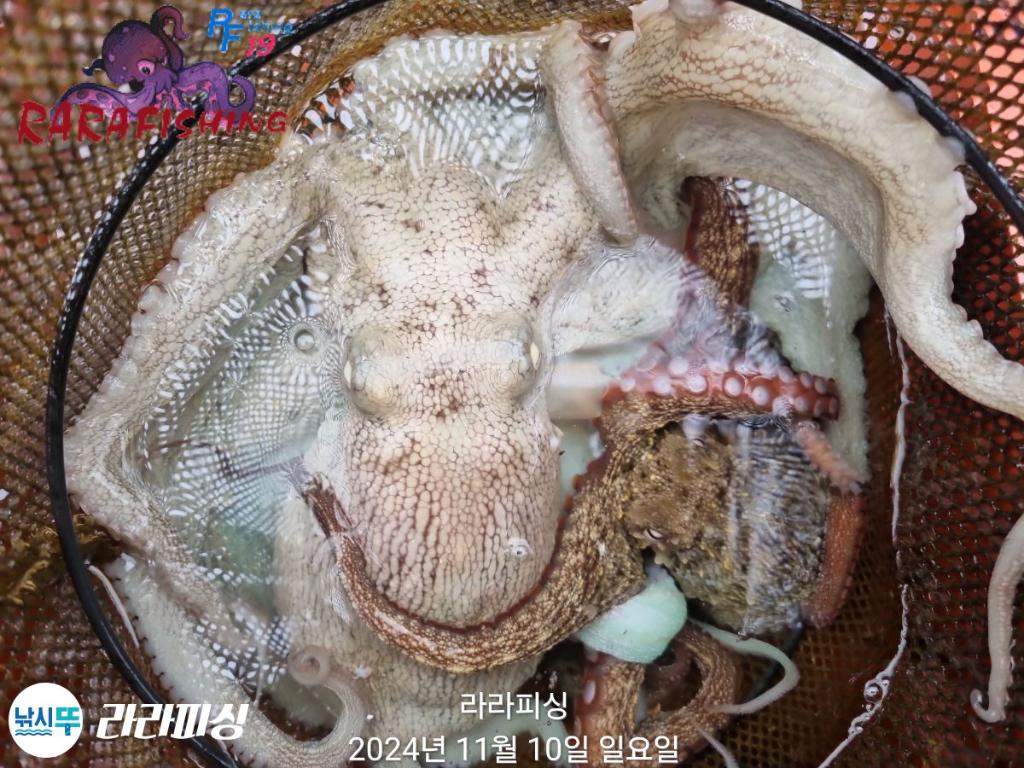 낚시뚜,돌문어,속천항(진해),라라피싱,낚시뚜17