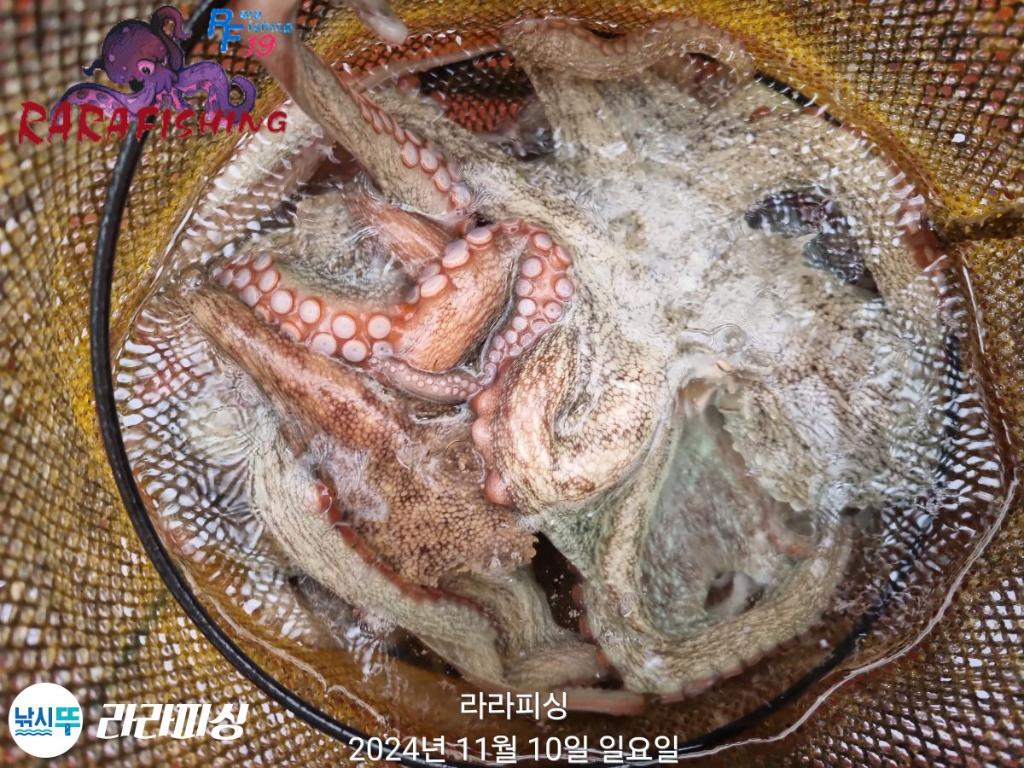 낚시뚜,돌문어,속천항(진해),라라피싱,낚시뚜16