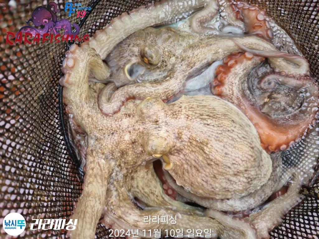 낚시뚜,돌문어,속천항(진해),라라피싱,낚시뚜15