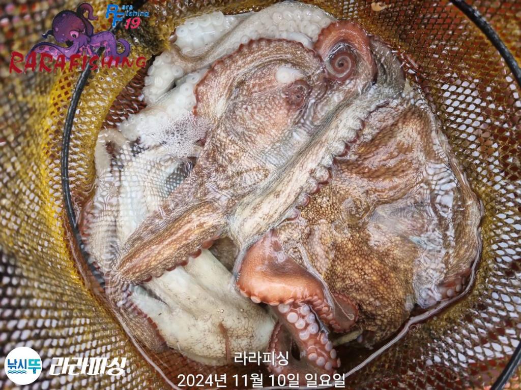 낚시뚜,돌문어,속천항(진해),라라피싱,낚시뚜14