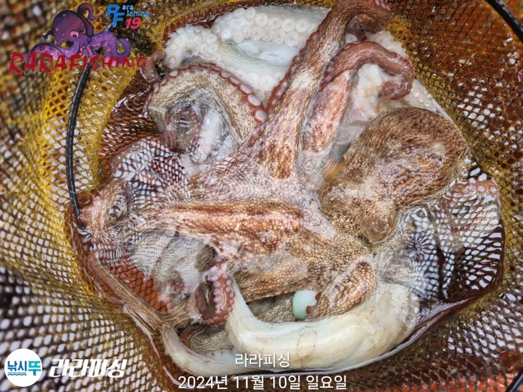 낚시뚜,돌문어,속천항(진해),라라피싱,낚시뚜13