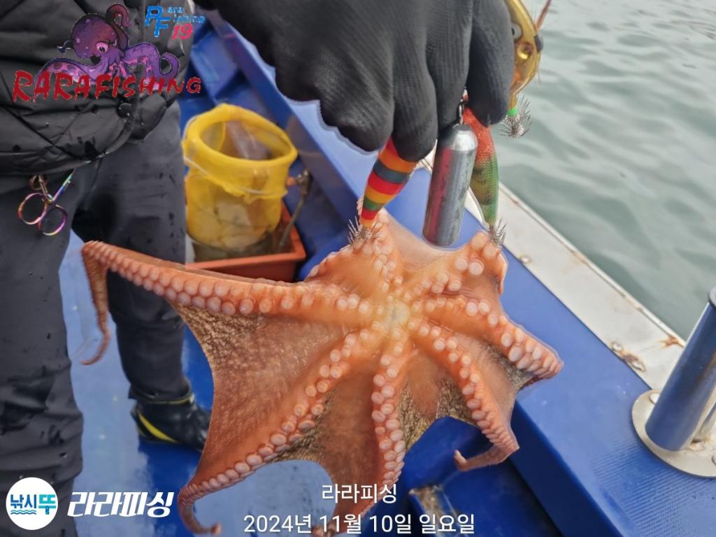 낚시뚜,돌문어,속천항(진해),라라피싱,낚시뚜12