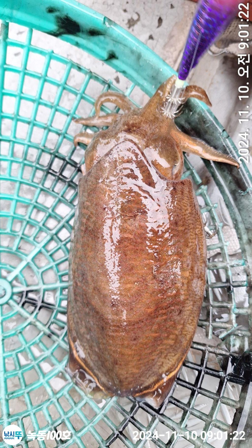 낚시뚜,갑오징어,쭈꾸미,녹동항,녹동100호,낚시뚜28