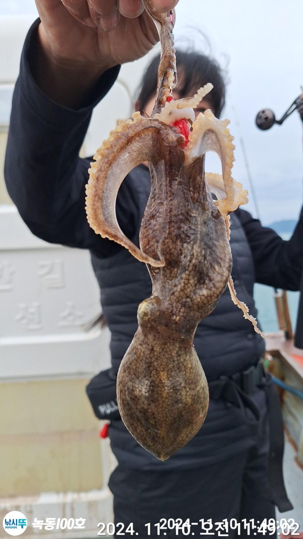 낚시뚜,갑오징어,쭈꾸미,녹동항,녹동100호,낚시뚜16