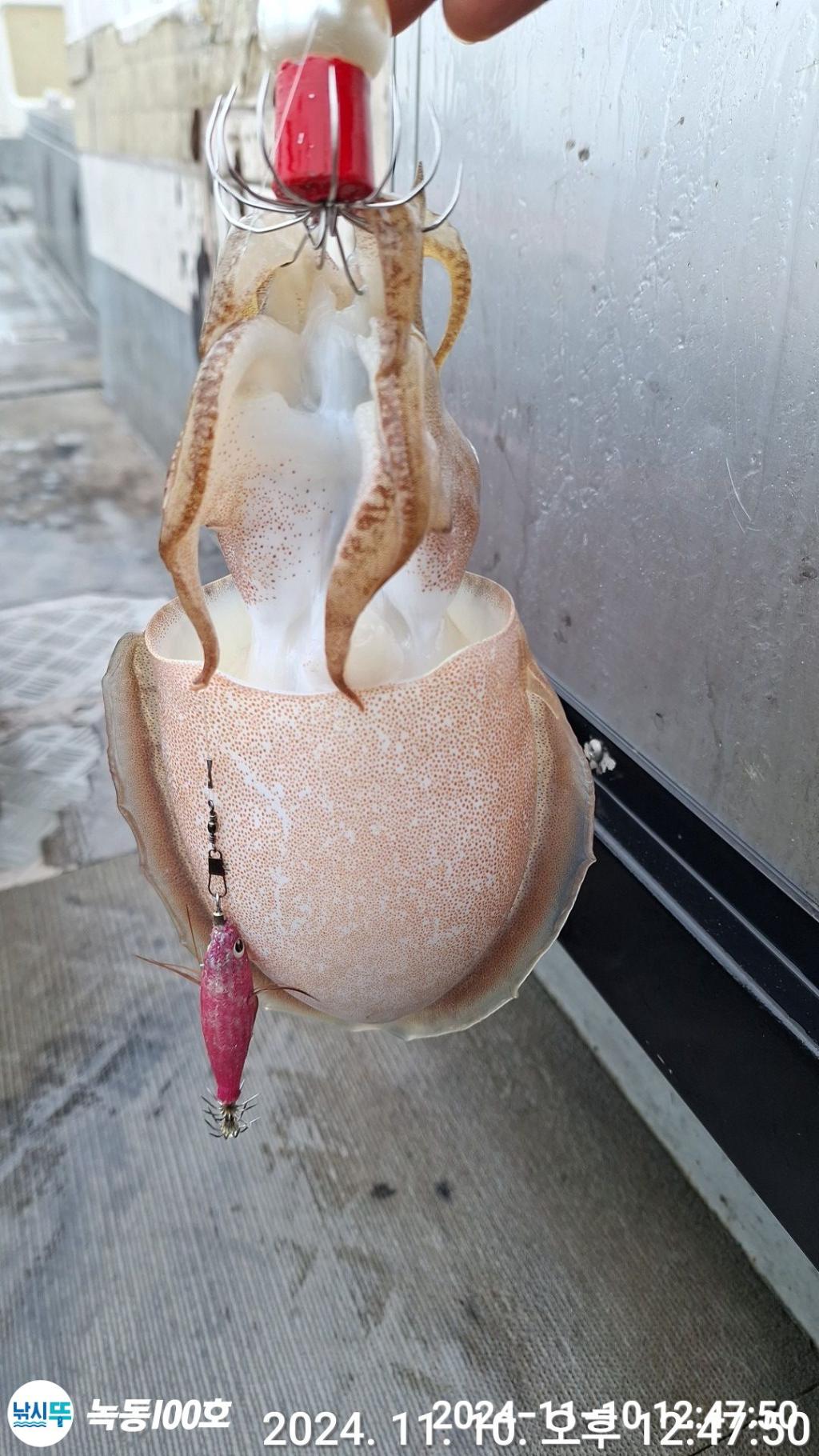 낚시뚜,갑오징어,쭈꾸미,녹동항,녹동100호,낚시뚜14