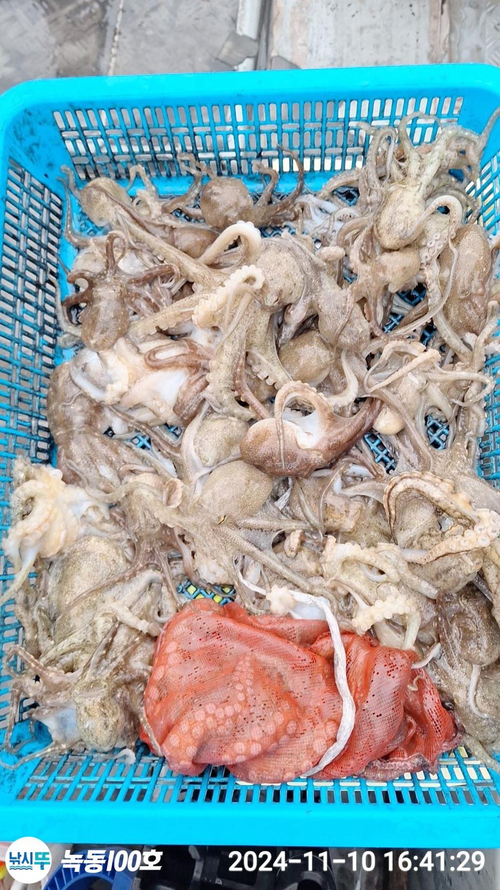 낚시뚜,갑오징어,쭈꾸미,녹동항,녹동100호,낚시뚜3