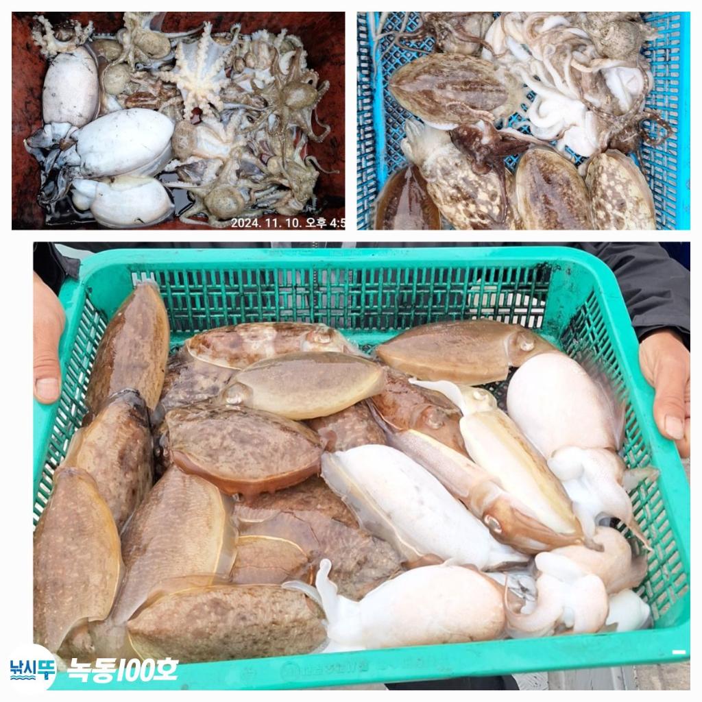낚시뚜,갑오징어,쭈꾸미,녹동항,녹동100호,낚시뚜6