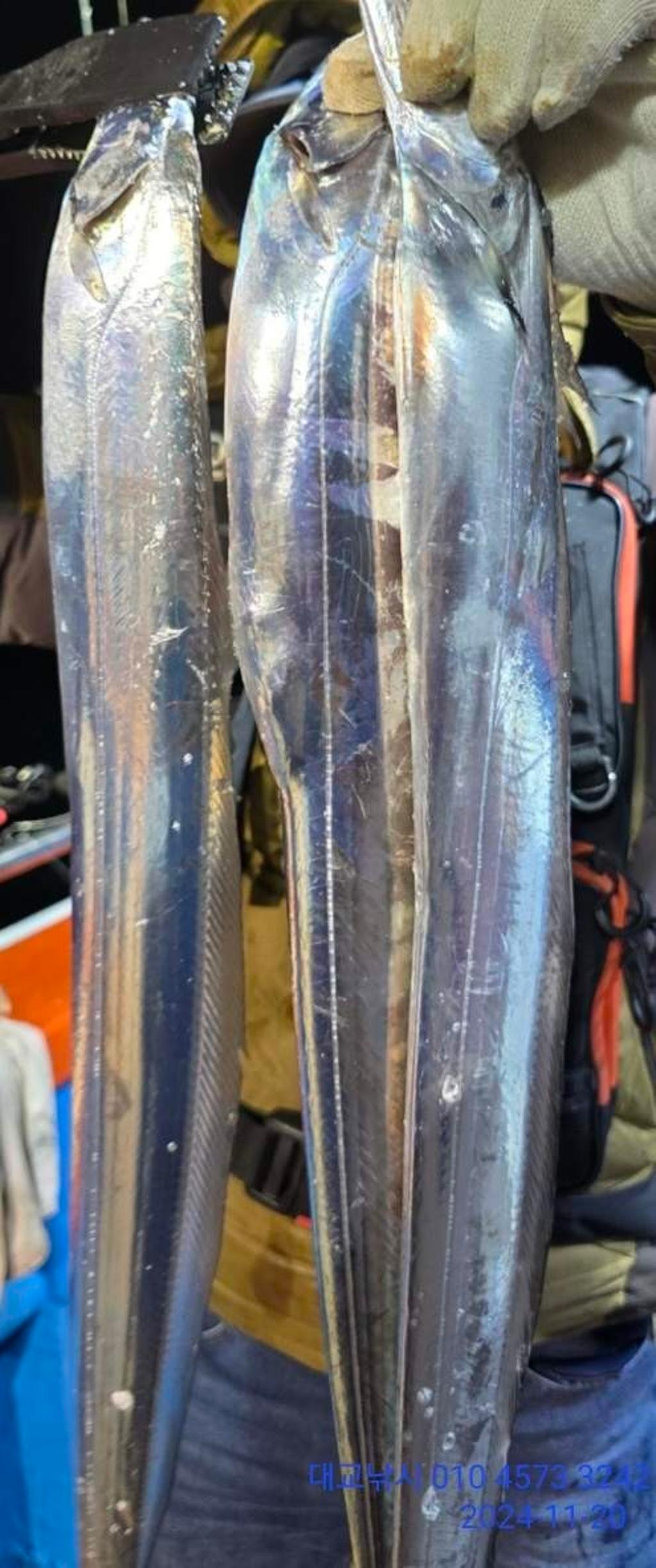 갈치, 삼포대교낚시, 낚시뚜