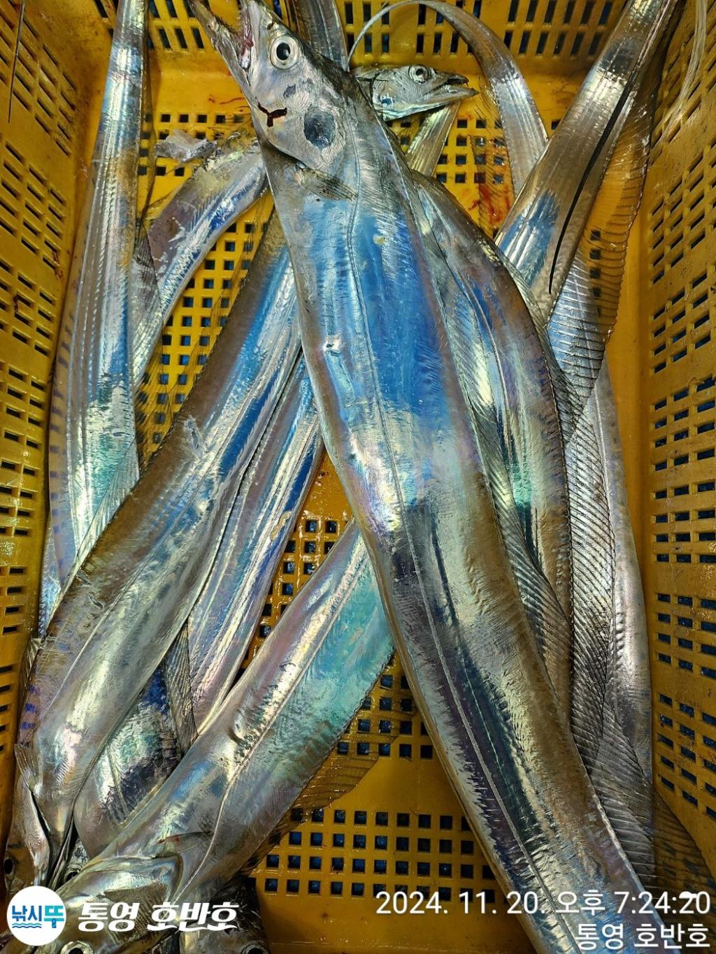 낚시뚜,갈치,통영 신전항,통영호반호,낚시뚜37
