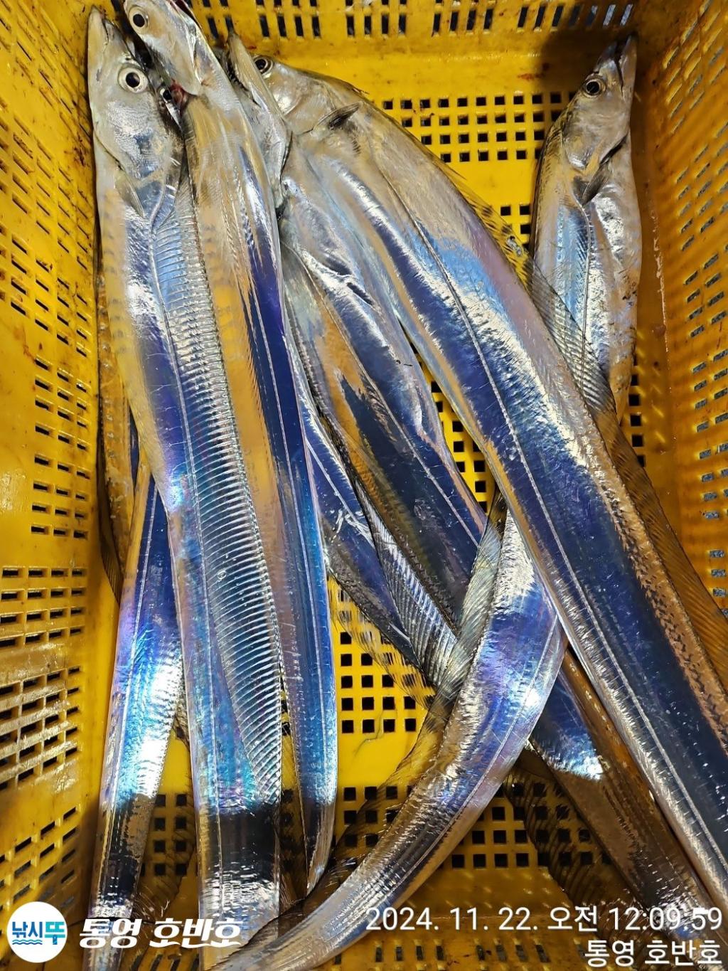 낚시뚜,갈치,통영 신전항,통영호반호,낚시뚜28