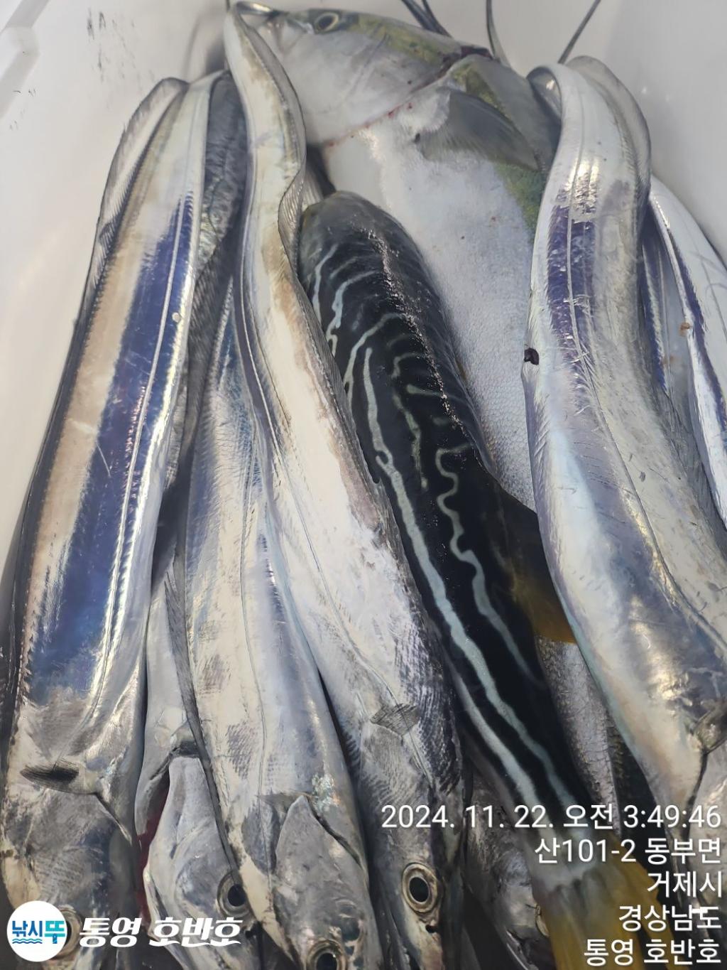 낚시뚜,갈치,통영 신전항,통영호반호,낚시뚜26
