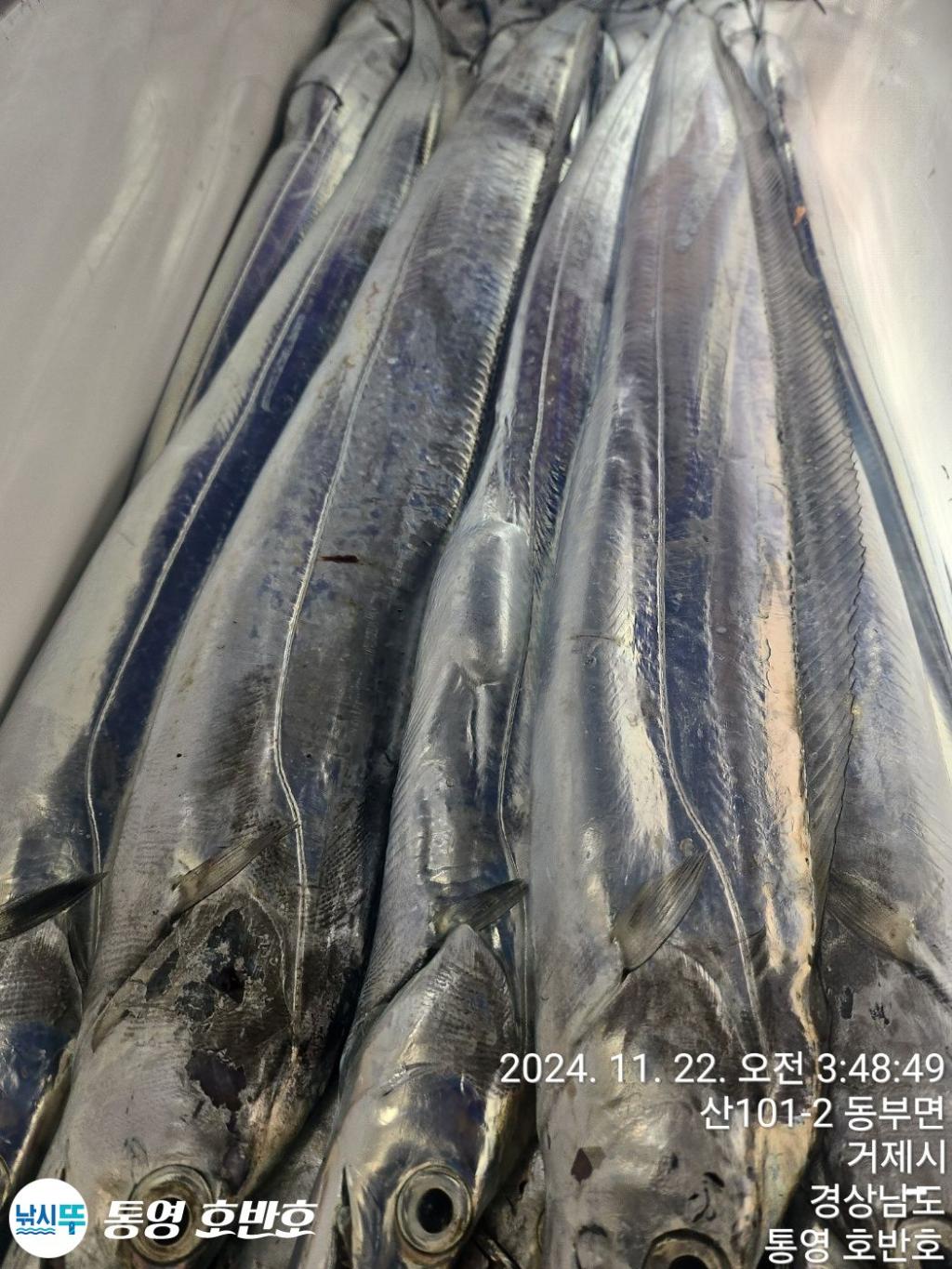 낚시뚜,갈치,통영 신전항,통영호반호,낚시뚜25