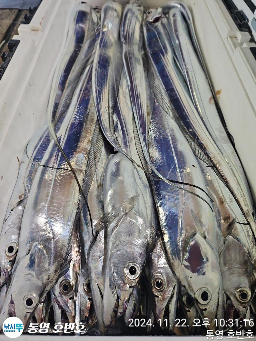 낚시뚜,갈치,통영 신전항,통영호반호,낚시뚜47