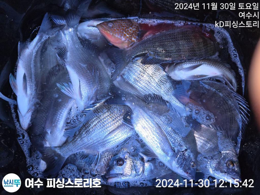 낚시뚜,감성돔,여수소호선착장,여수피싱스토리,낚시뚜4