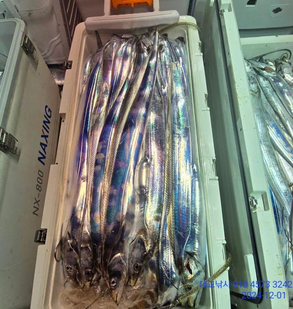 갈치, 삼포대교낚시, 낚시뚜