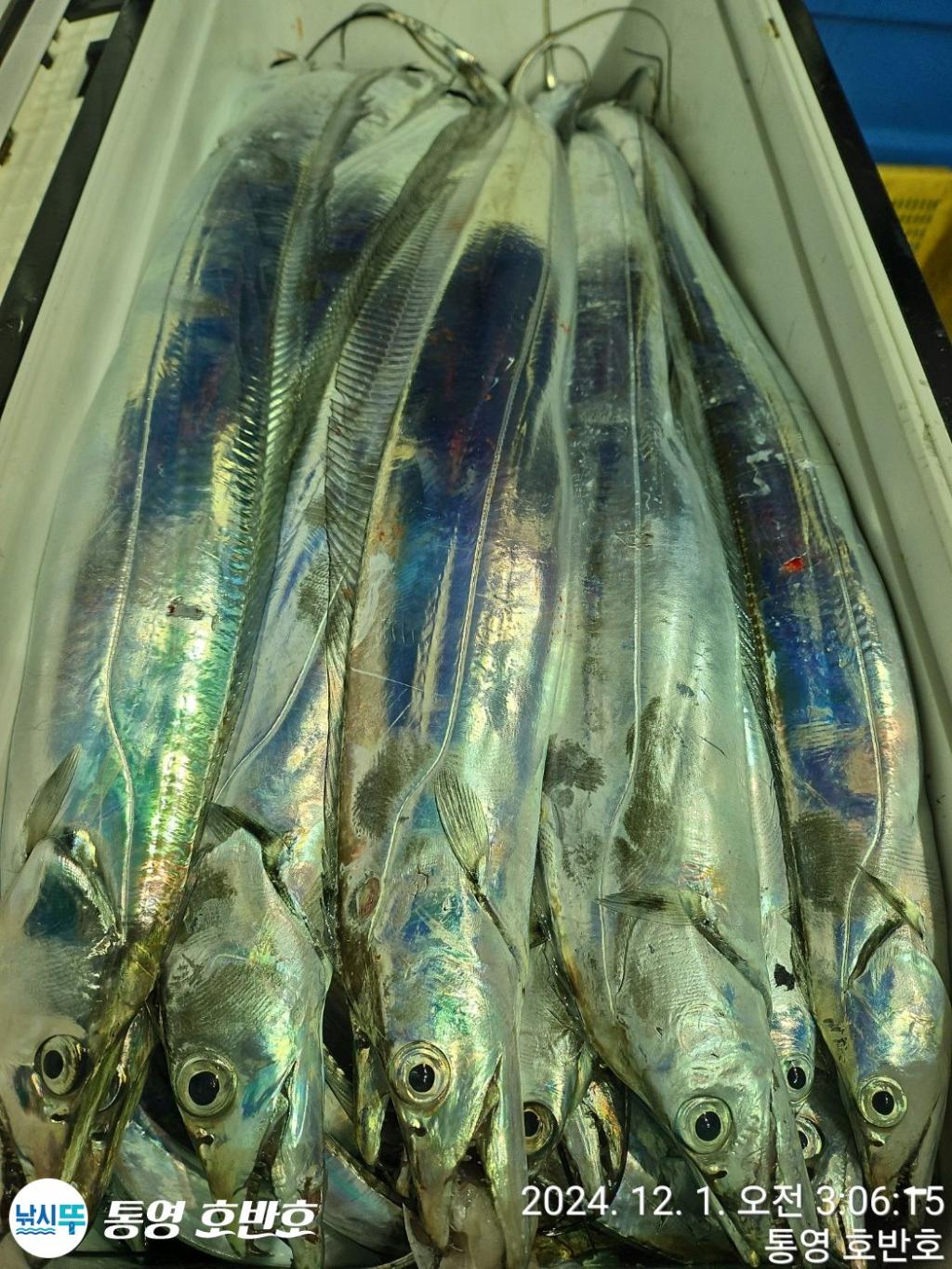 낚시뚜,갈치,통영 신전항,통영호반호,낚시뚜51