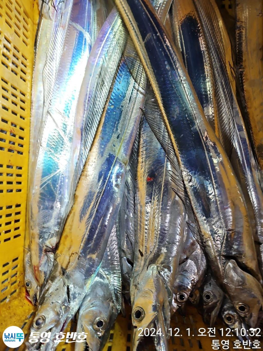 낚시뚜,갈치,통영 신전항,통영호반호,낚시뚜47