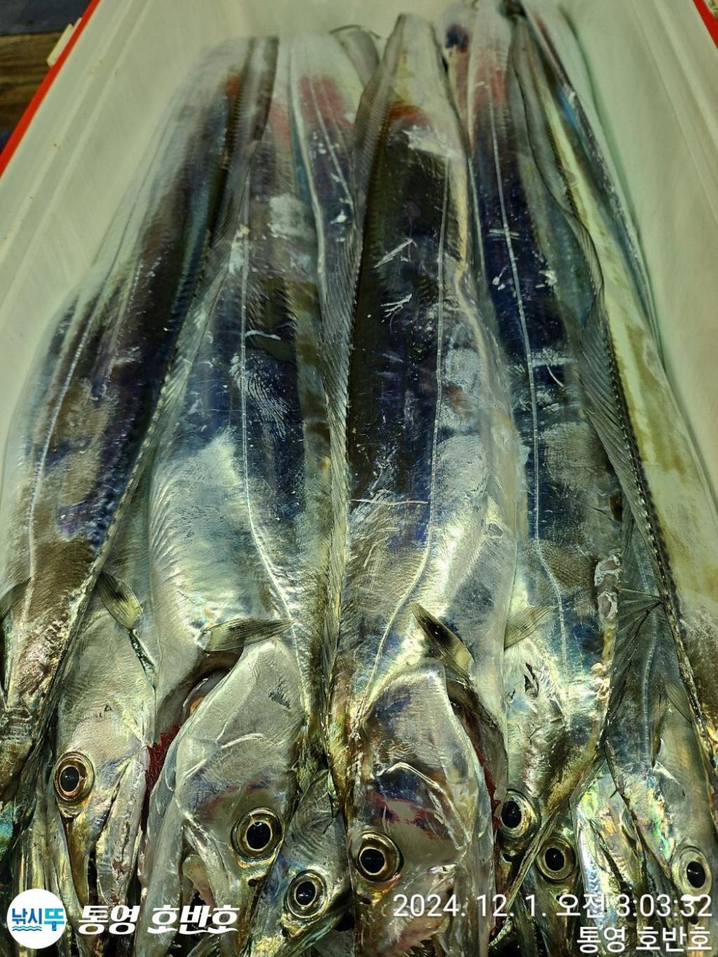 낚시뚜,갈치,통영 신전항,통영호반호,낚시뚜41