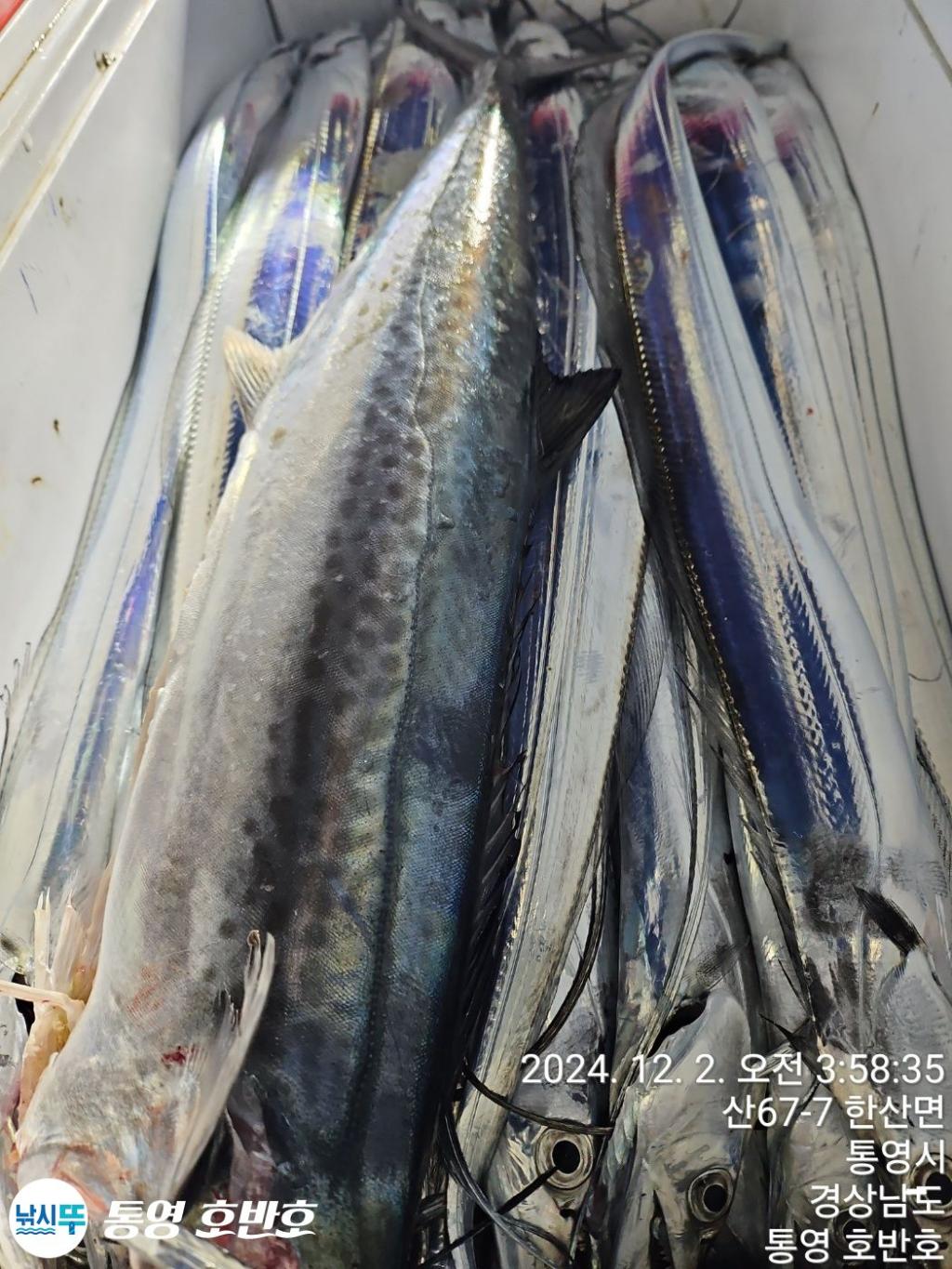 낚시뚜,갈치,통영 신전항,통영호반호,낚시뚜27
