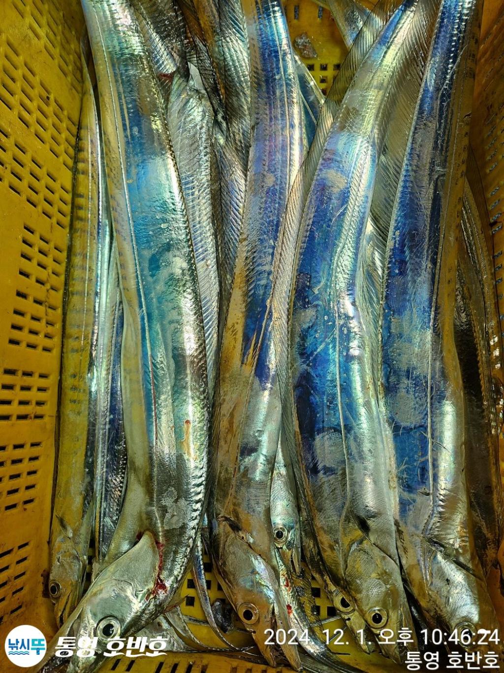 낚시뚜,갈치,통영 신전항,통영호반호,낚시뚜24