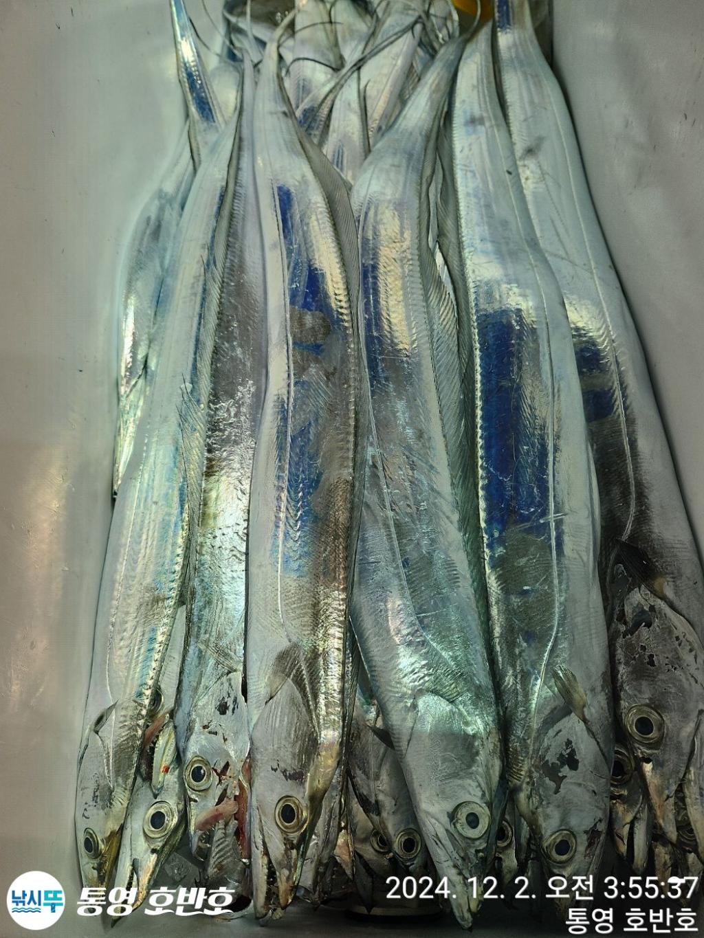 낚시뚜,갈치,통영 신전항,통영호반호,낚시뚜21