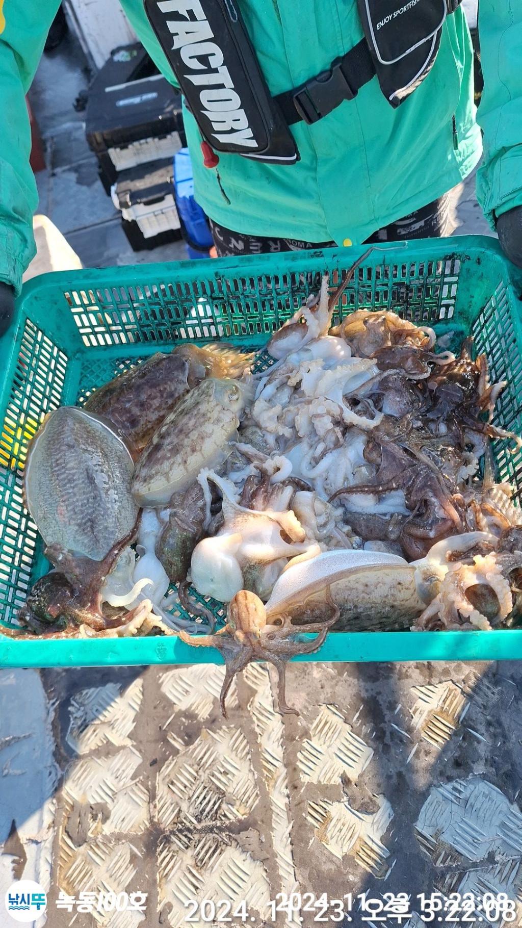 낚시뚜,쭈꾸미,녹동항,녹동100호,낚시뚜4
