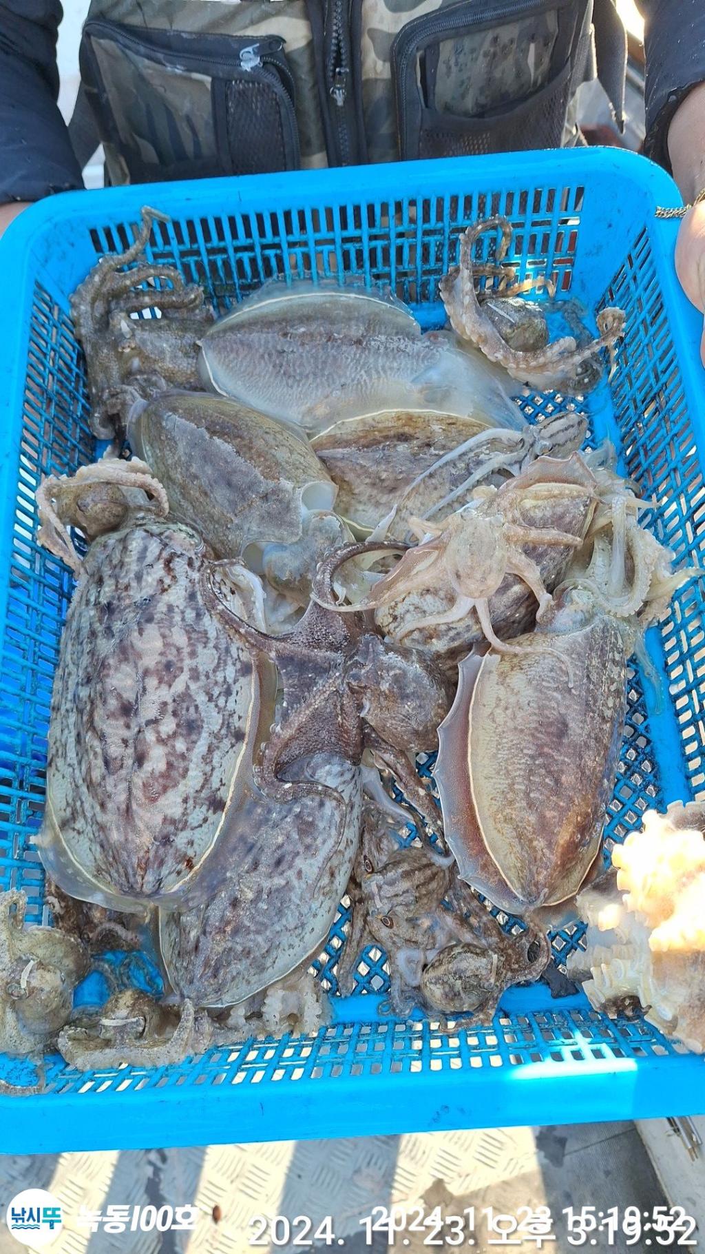 낚시뚜,쭈꾸미,녹동항,녹동100호,낚시뚜3