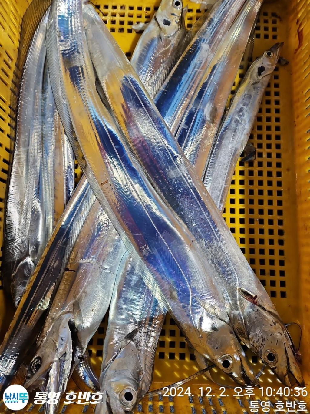 낚시뚜,갈치,통영 신전항,통영호반호,낚시뚜35