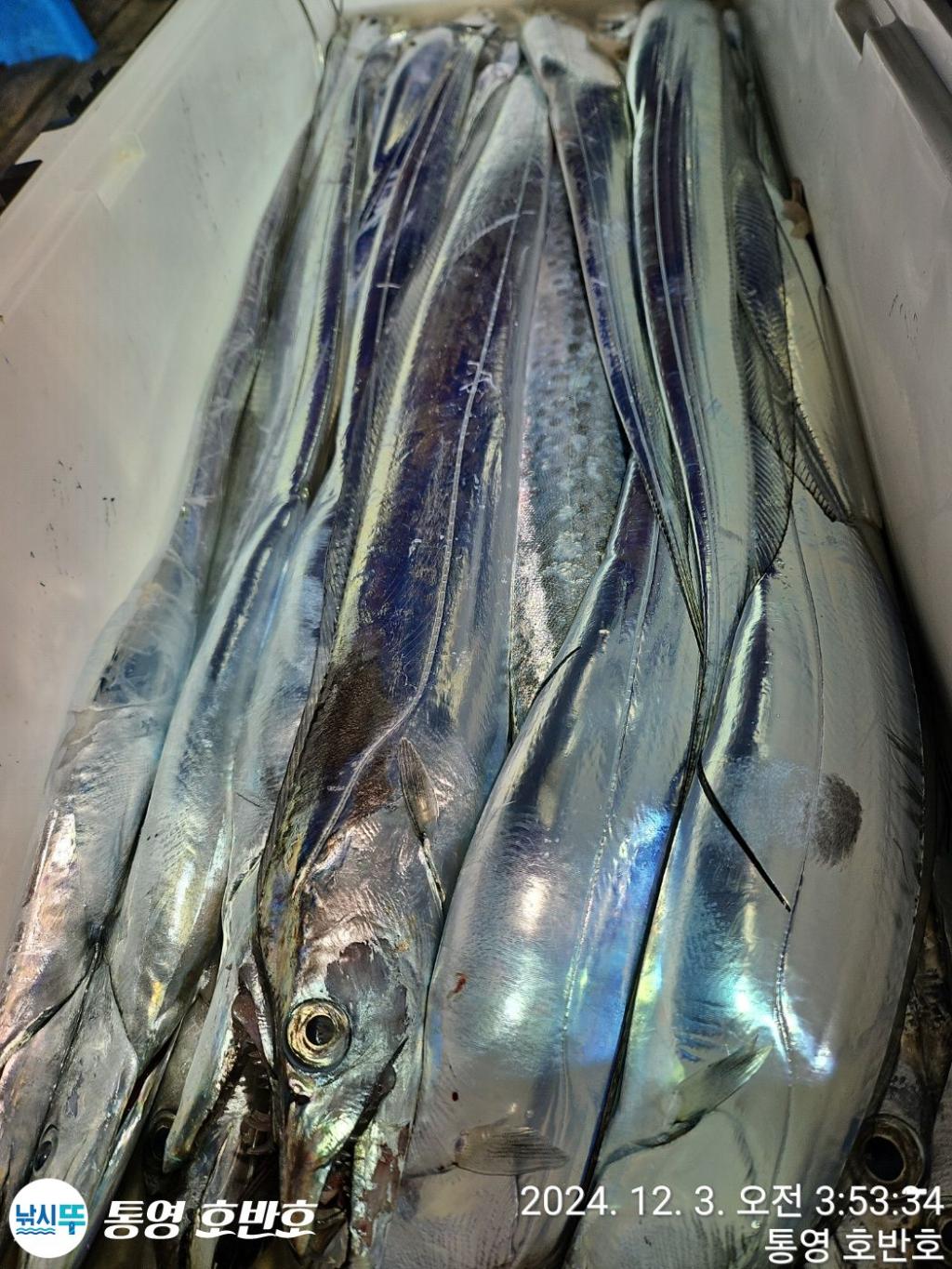 낚시뚜,갈치,통영 신전항,통영호반호,낚시뚜32