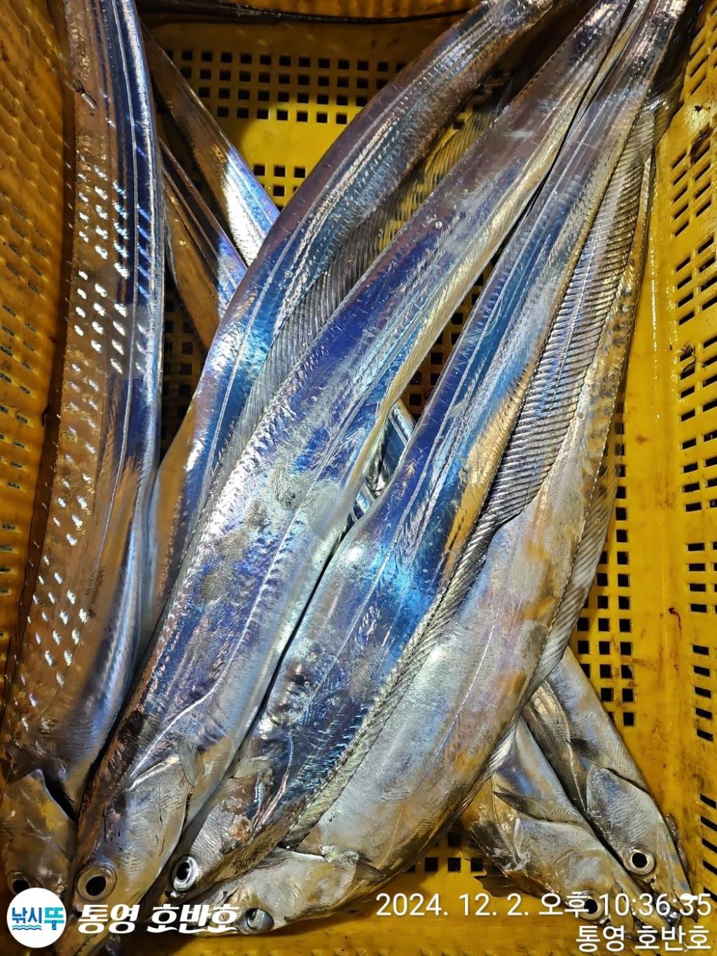 낚시뚜,갈치,통영 신전항,통영호반호,낚시뚜30