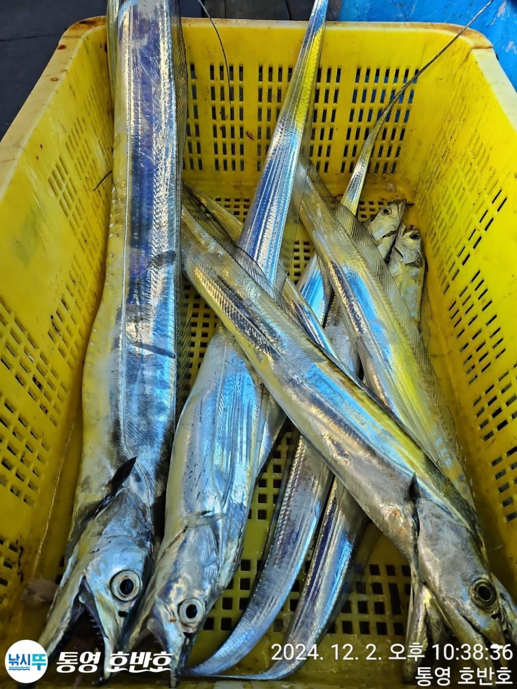 낚시뚜,갈치,통영 신전항,통영호반호,낚시뚜19