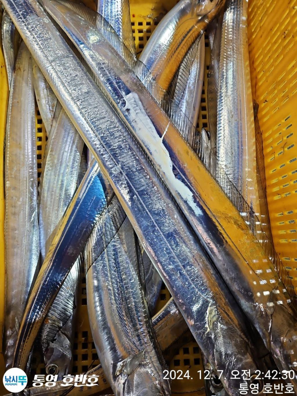 낚시뚜,갈치,통영 신전항,통영호반호,낚시뚜27