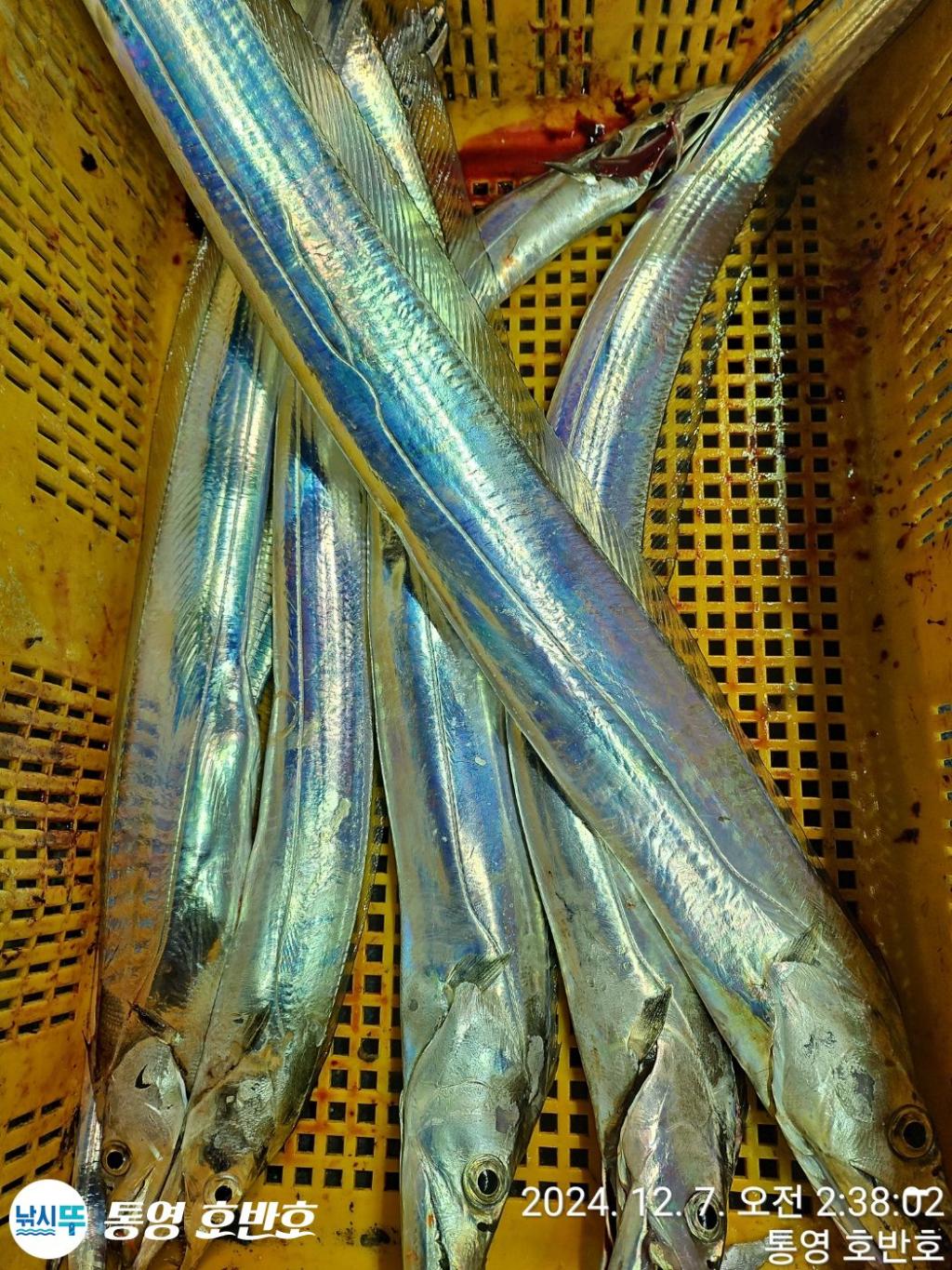 낚시뚜,갈치,통영 신전항,통영호반호,낚시뚜22