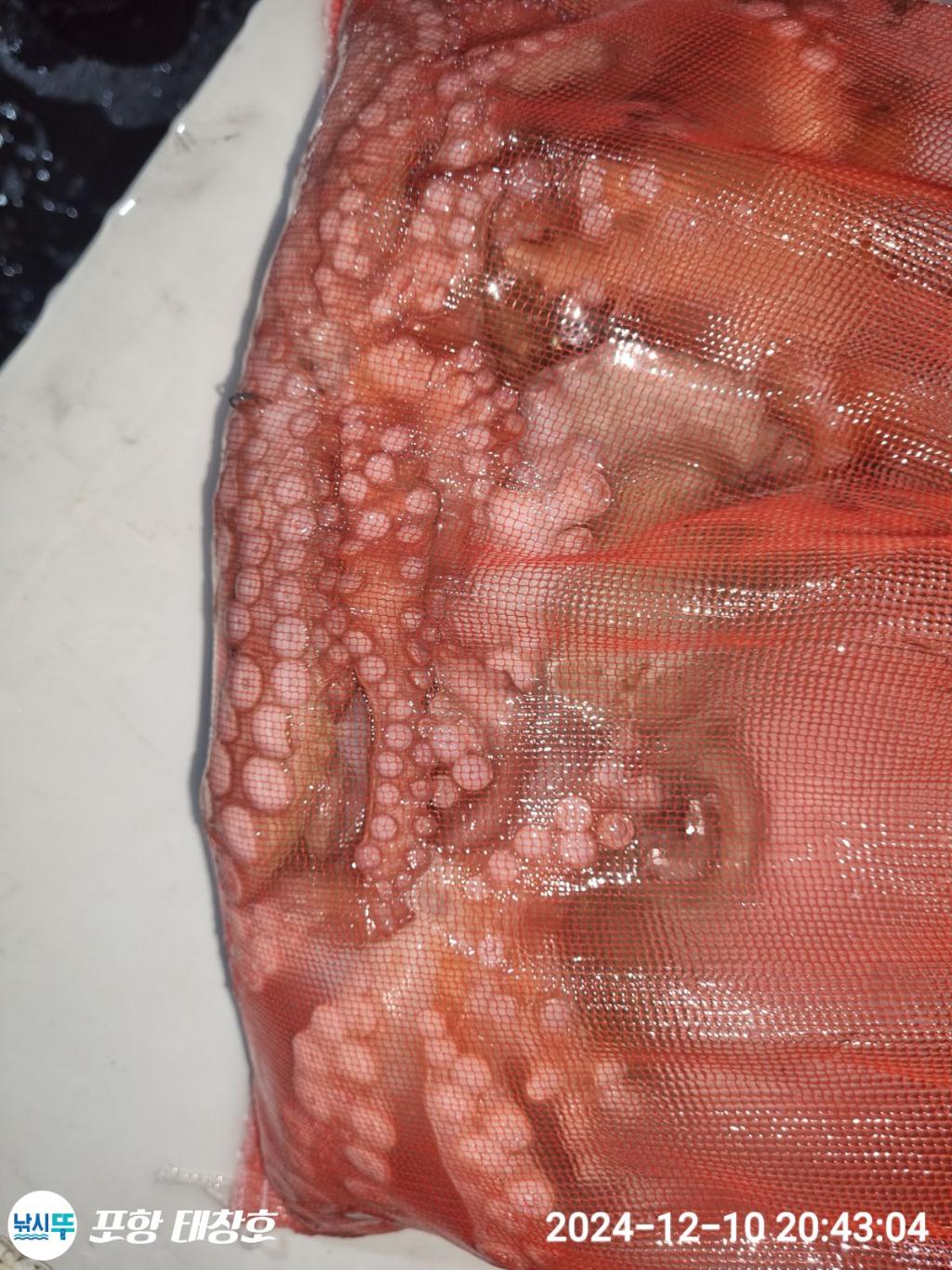 F2593338S4.jpg