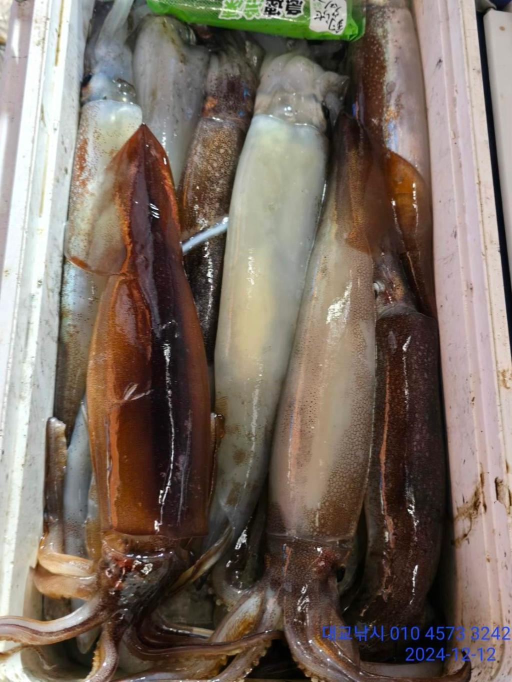 갈치, 삼포대교낚시, 낚시뚜