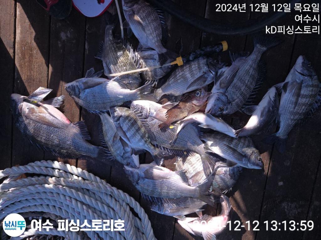 낚시뚜,감성돔,여수소호선착장,여수피싱스토리,낚시뚜5