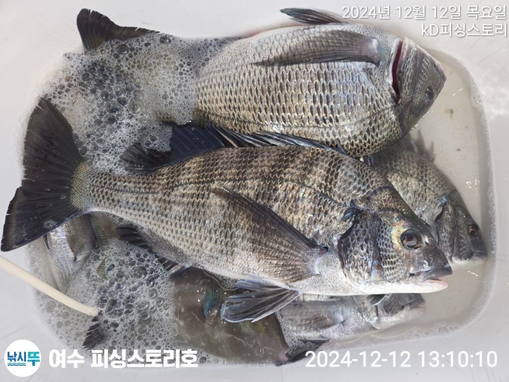 낚시뚜,감성돔,여수소호선착장,여수피싱스토리,낚시뚜3