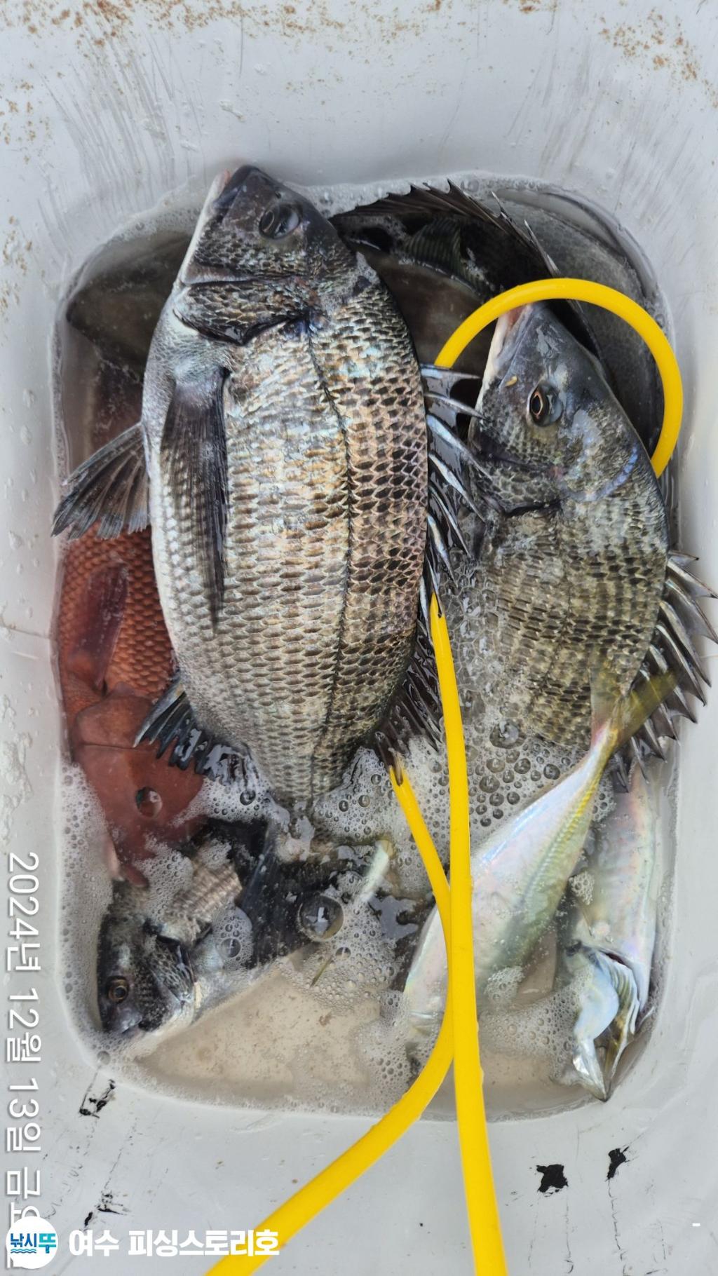 낚시뚜,감성돔,여수소호선착장,여수피싱스토리,낚시뚜2