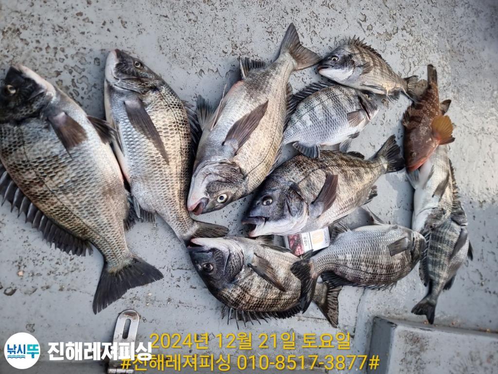낚시뚜,감성돔,진해1부두항,진해레져피싱,낚시뚜11