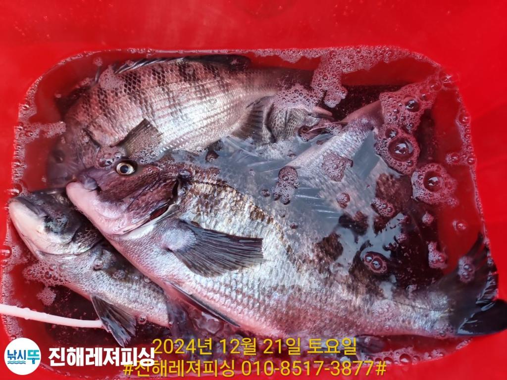 낚시뚜,감성돔,진해1부두항,진해레져피싱,낚시뚜6